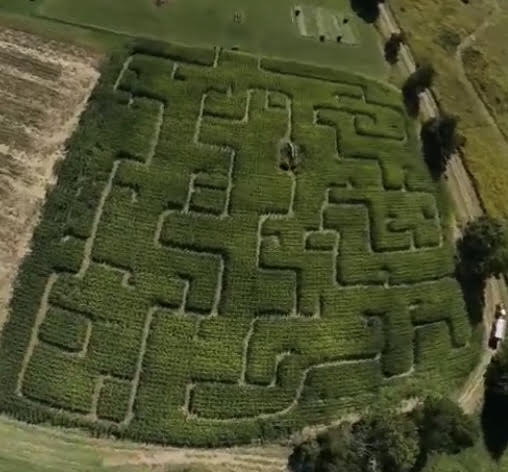 2023 corn maze