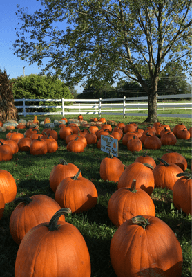 pumpkin yard3